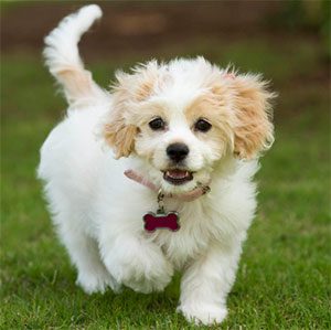 Cavachon - a mixed breed dog