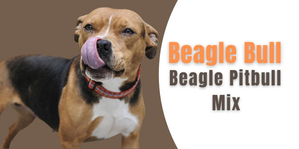 Beagle Pitbull Mix