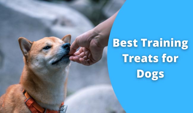 Best Training Treats for Dogs