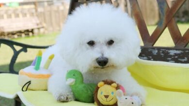 Bichon Frise