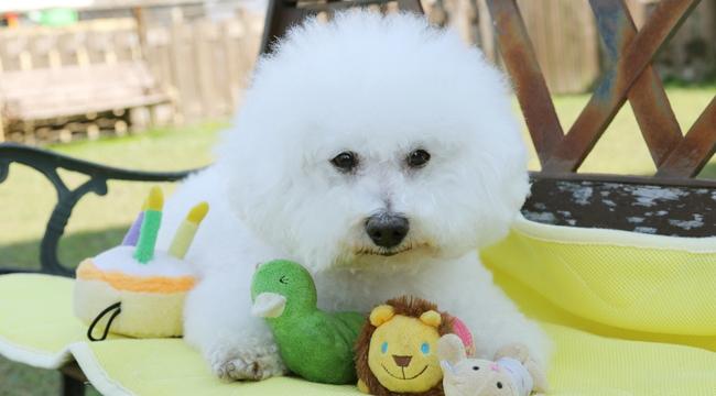 Bichon Frise