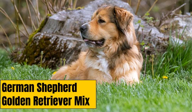 German Shepherd Golden Retriever Mix