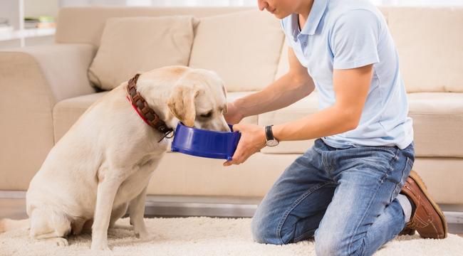 How to Feed Your Dog a Healthy Diet
