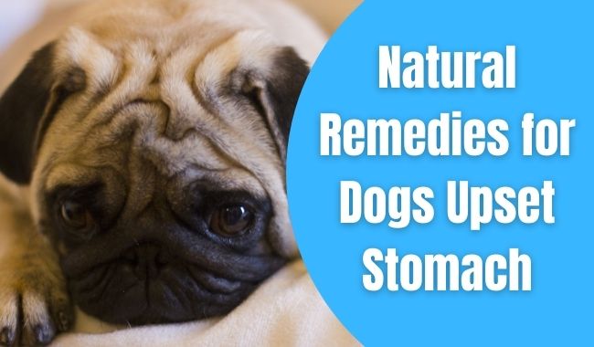 Natural Remedies for Dogs Upset Stomach