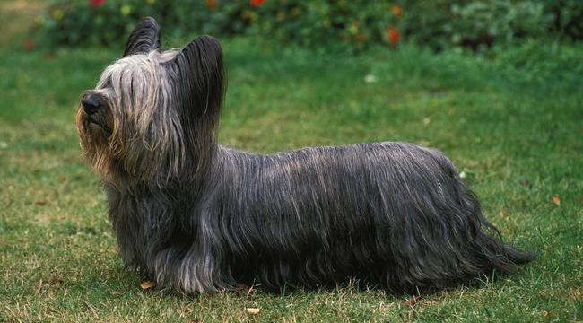 Skye Terriers