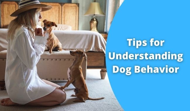Tips for Understanding Dog Behavior