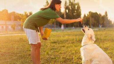 Training Your Dog