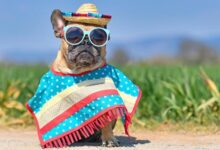 Why French Bulldogs are the Best Pet