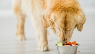 dog diet supplements