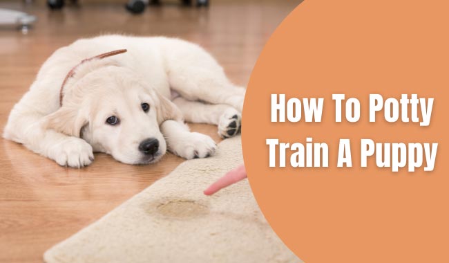 how to potty train a puppy