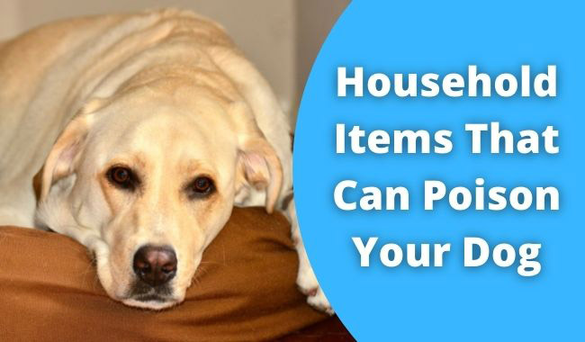 what household items can kill a dog