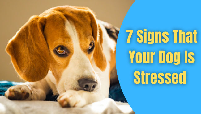Signs That Your Dog Is Stressed