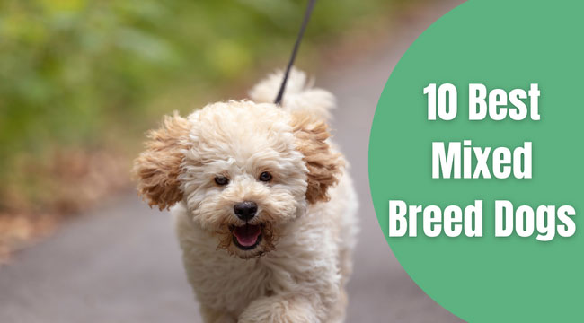 10 Best Mixed Breed Dogs