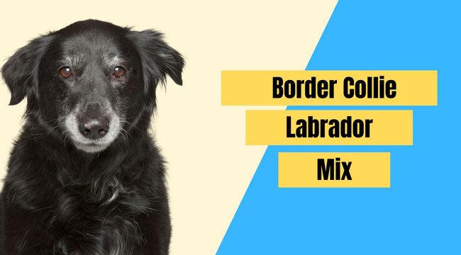 lab mix with border collie