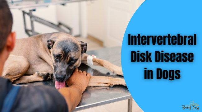 intervertebral disk disease in dogs