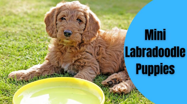 Mini Labradoodle Puppies for Sale