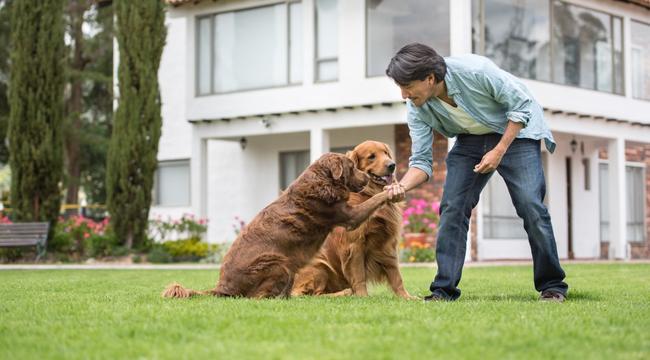 Basic Commands Used in Training a Dog