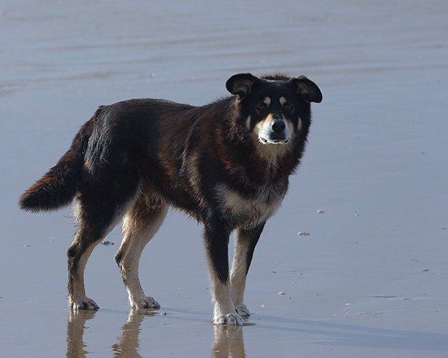 Personality and Temperament of a German Shepherd Border Collie Mix