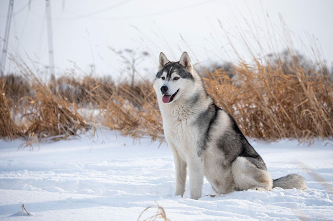 Origins of Siberian Husky