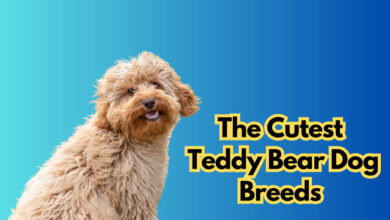 The Cutest Teddy Bear Dog Breeds