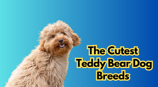 The Cutest Teddy Bear Dog Breeds