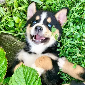Why You Should Get a Bernese Mountain Dog Crossed with Husky Puppy