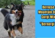 Bernese Mountain Dog Corgi Mix