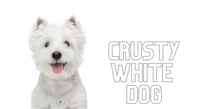 Crusty White Dog