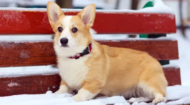 Pembroke Welsh Corgi