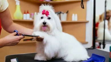 tips and tricks for dog grooming
