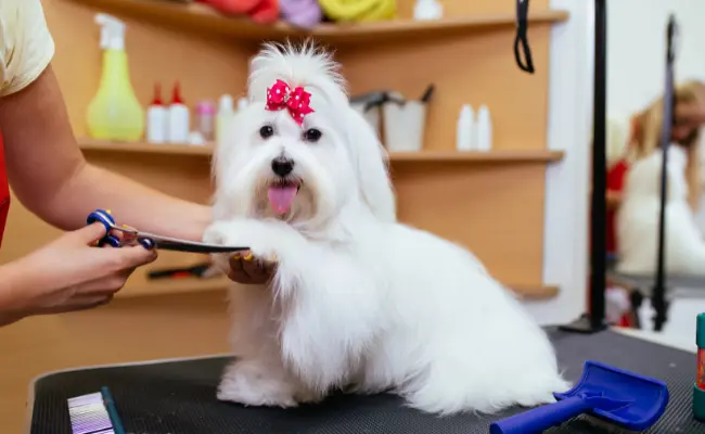 tips and tricks for dog grooming
