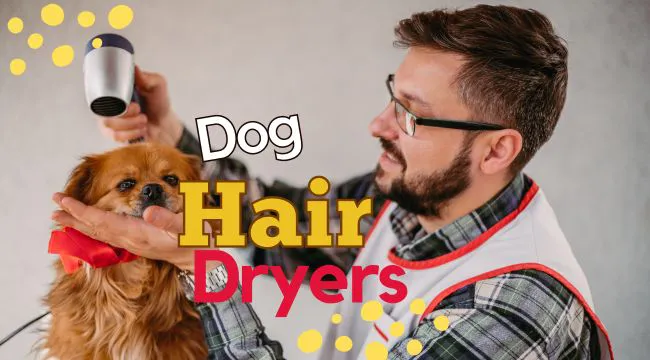 dog hair dryers guide