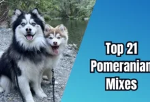 Pomeranian Mixes