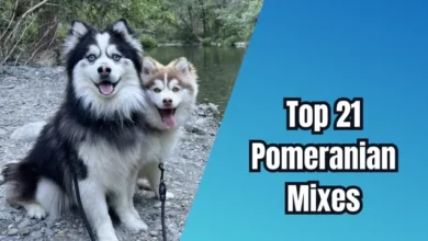 Pomeranian Mixes