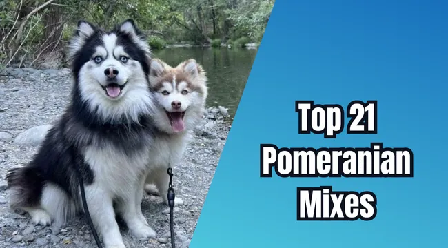 Pomeranian Mixes