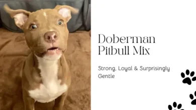 Doberman Pitbull Mix – Appearance, Training, and Tips