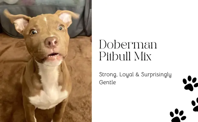 Doberman Pitbull Mix – Appearance, Training, and Tips