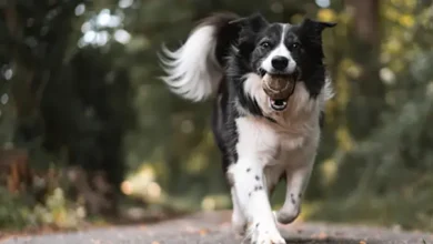 Dog Zoomies: Understanding Your Pup’s Energy Bursts