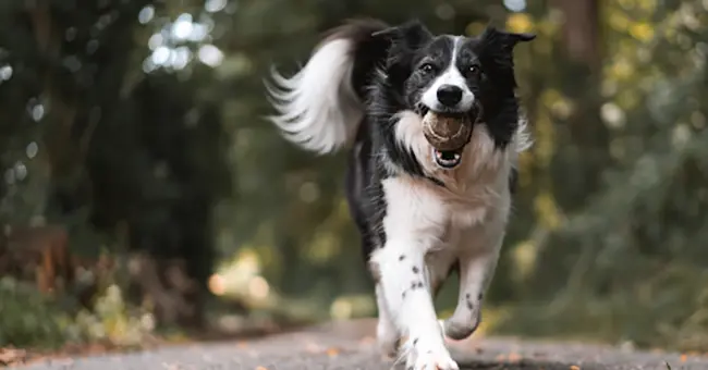 Dog Zoomies: Understanding Your Pup’s Energy Bursts