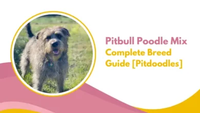 pitbull poodle mix