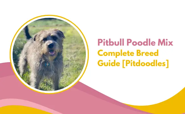 pitbull poodle mix