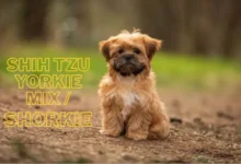 Shih Tzu Yorkie Mix