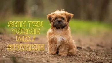 Shih Tzu Yorkie Mix