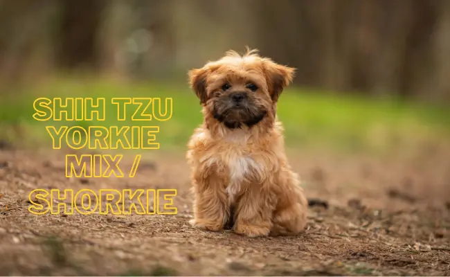 Shih Tzu Yorkie Mix