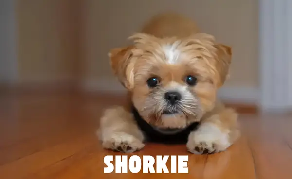 Shih Tzu Yorkie Mix also called as Shorkie
