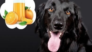 Can Dogs Have Orange Juice?