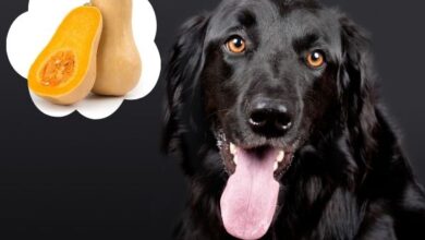 Can Dogs Eat Butternut Squash?