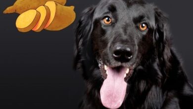 Can Dogs Eat Sweet Potatoes?