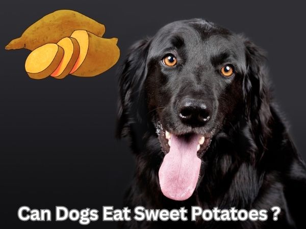 Can Dogs Eat Sweet Potatoes?