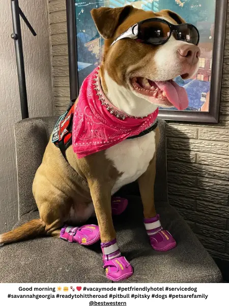 Husky Pitbull Mix